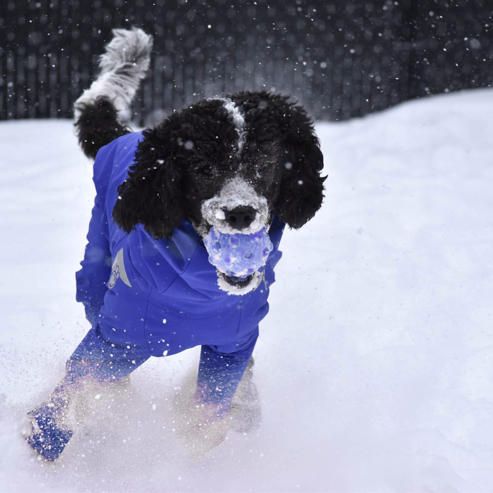 Le Z Anorak ZePooch plein air canin