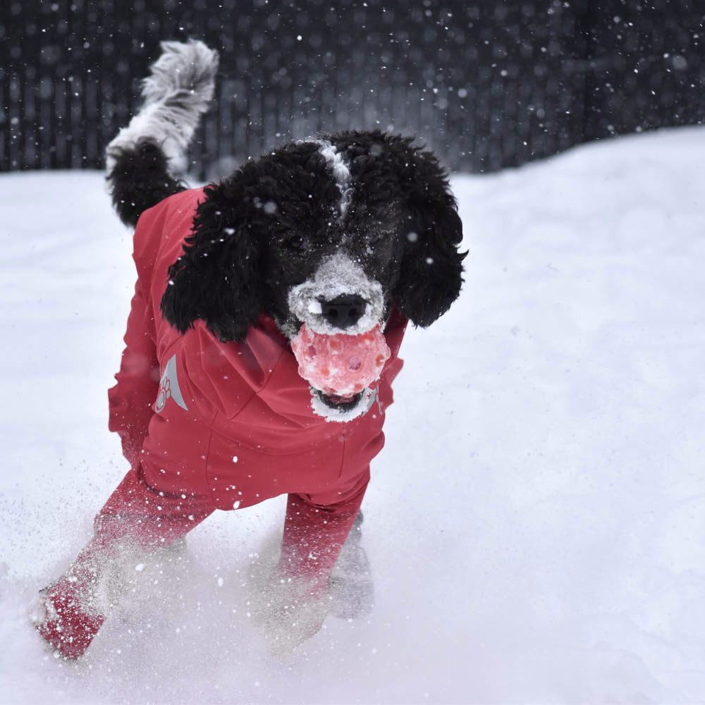 Anorak chien sale